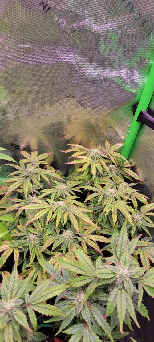 Z42 #2. Week 10