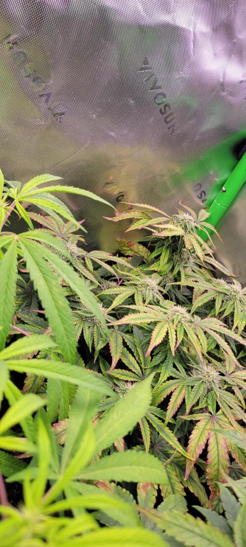 Z42 #2. Week 10