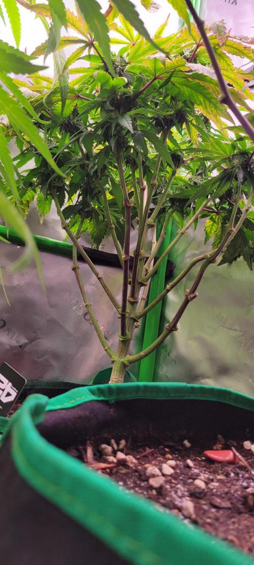 Z42 #2. Week 10