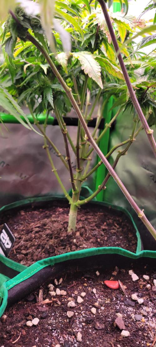 Z42 #2. Week 10
