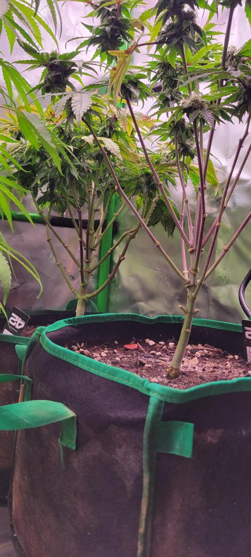Z42 #2. Week 10