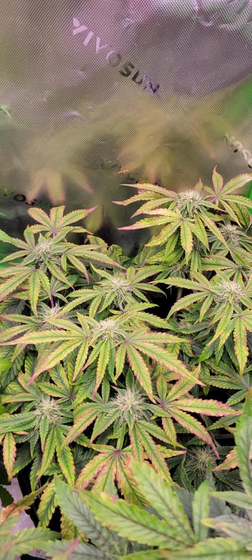 Z42 #2. Week 10