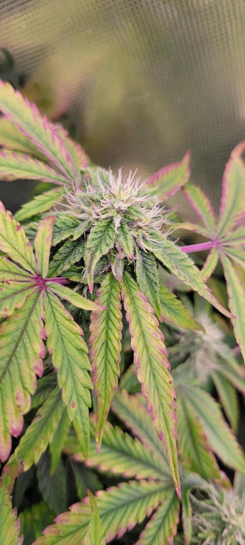 Z42 #2. Week 10