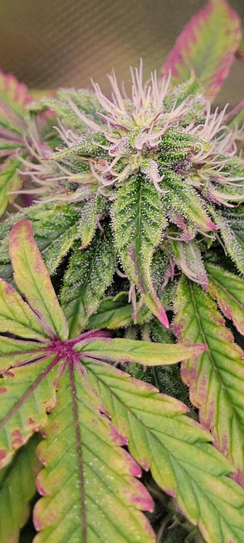 Z42 #2. Week 10