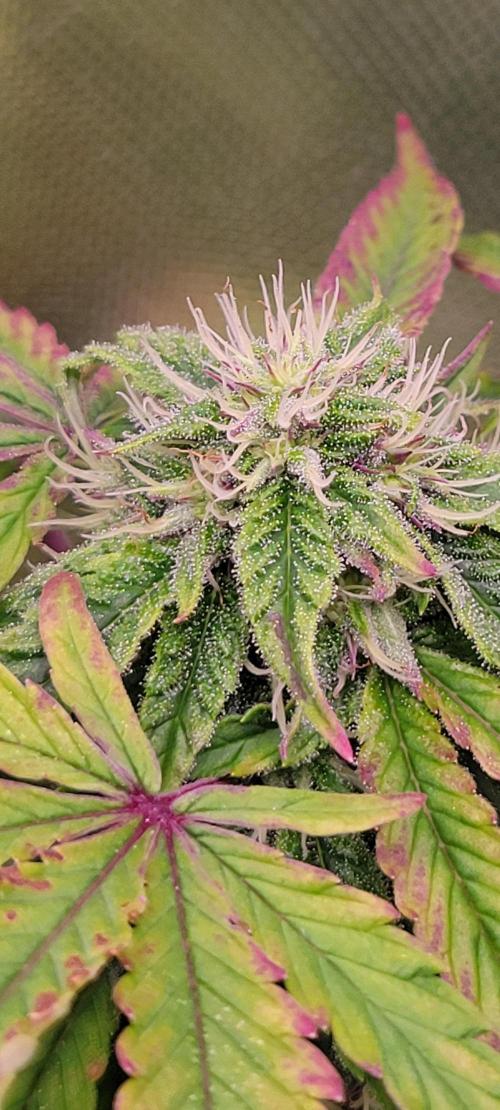 Z42 #2. Week 10