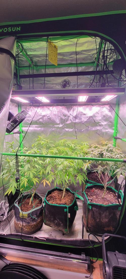 Gary Sherbet. Week 10