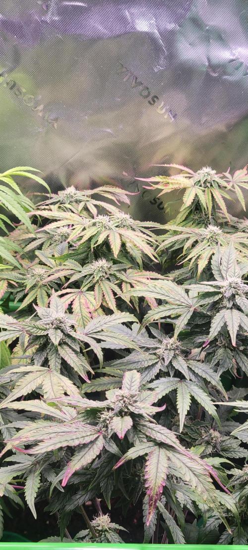 Gary Sherbet. Week 10