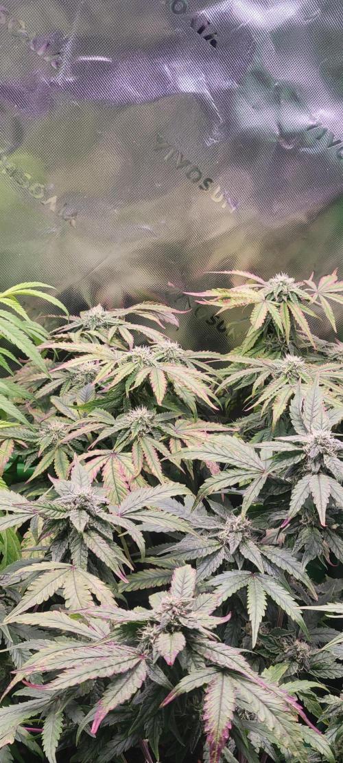 Gary Sherbet. Week 10