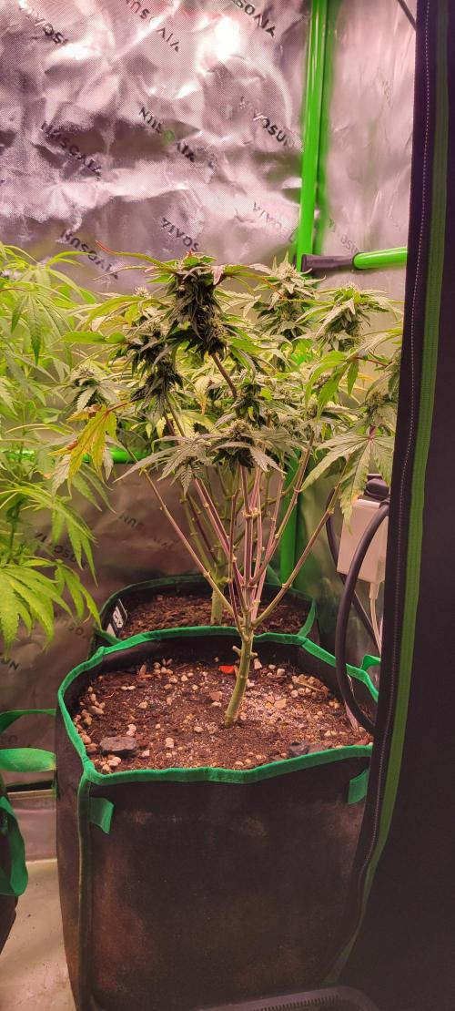 Gary Sherbet. Week 10