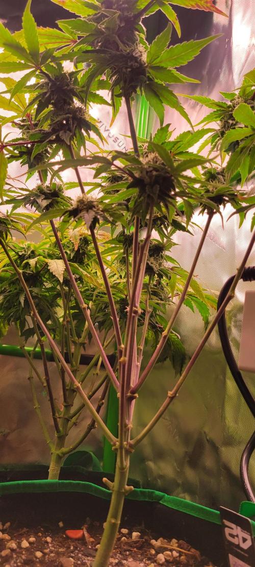 Gary Sherbet. Week 10