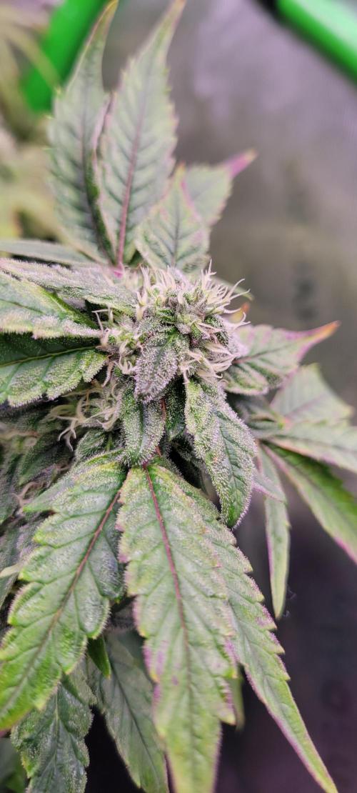Gary Sherbet. Week 10