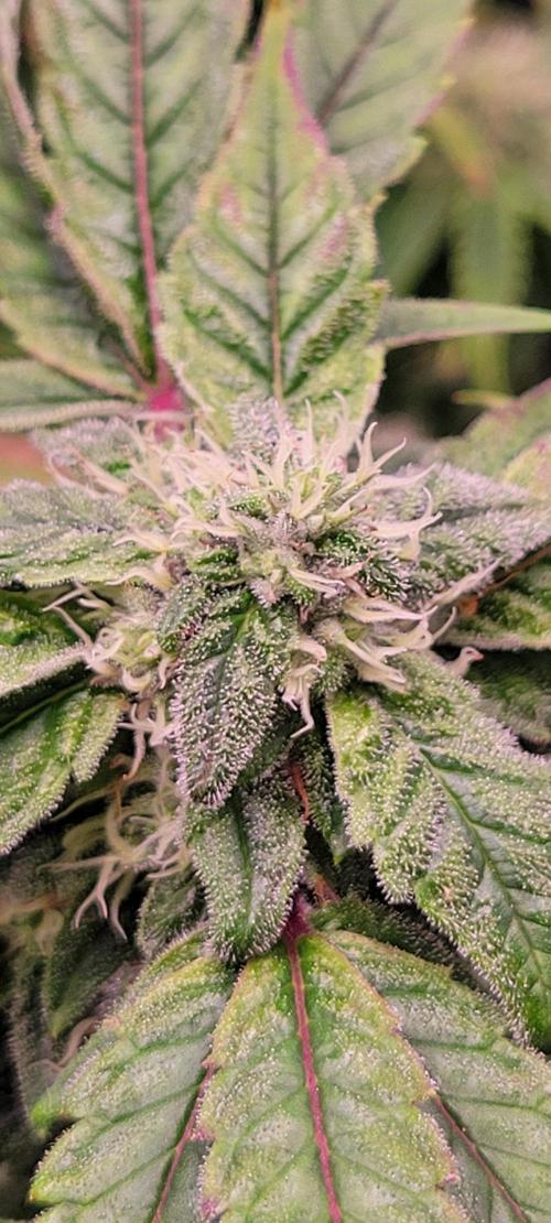 Gary Sherbet. Week 10