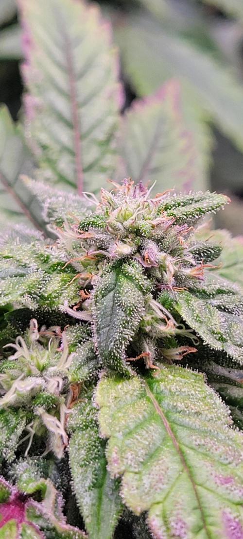 Gary Sherbet. Week 10