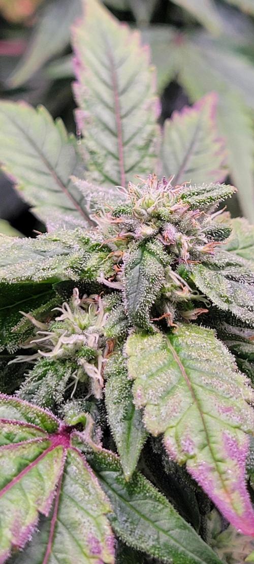 Gary Sherbet. Week 10