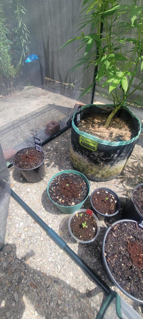 Wurlz F1-Zamnesia. Week 0