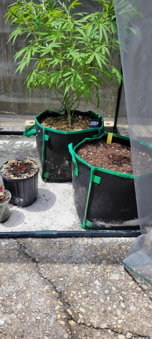 Banana Frost-Fastbuds. Week 0