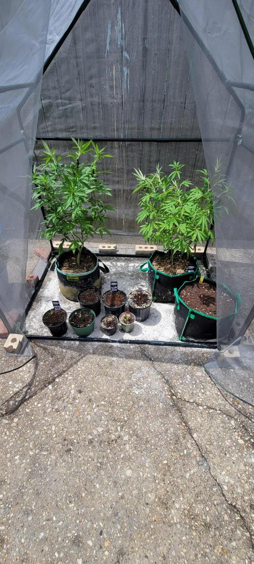 Banana Frost-Fastbuds. Week 0