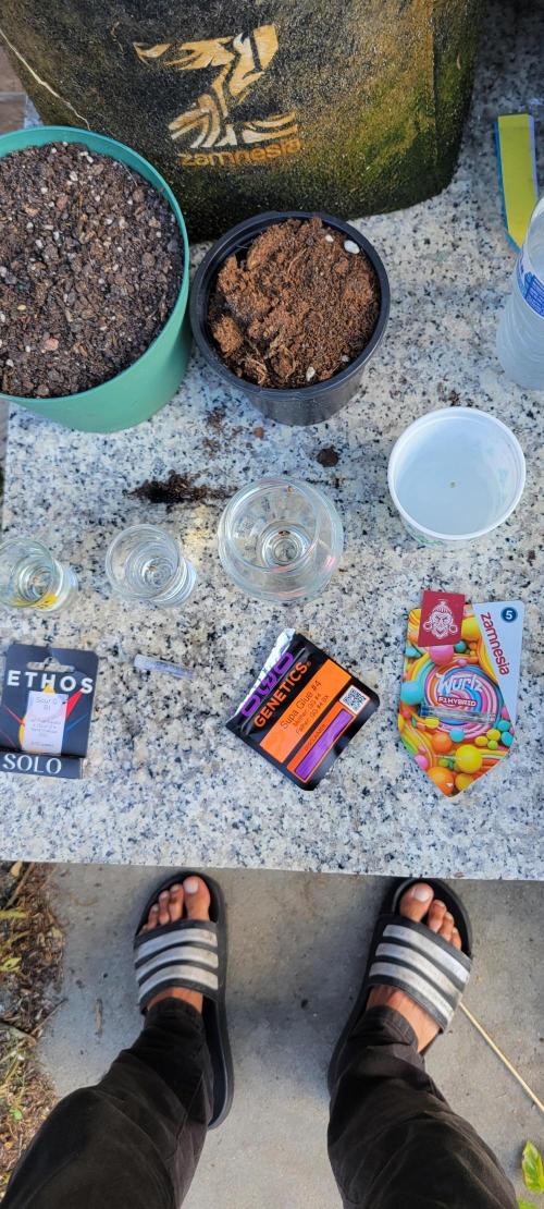 Zkittles X Chama!-Ethos. Week 0