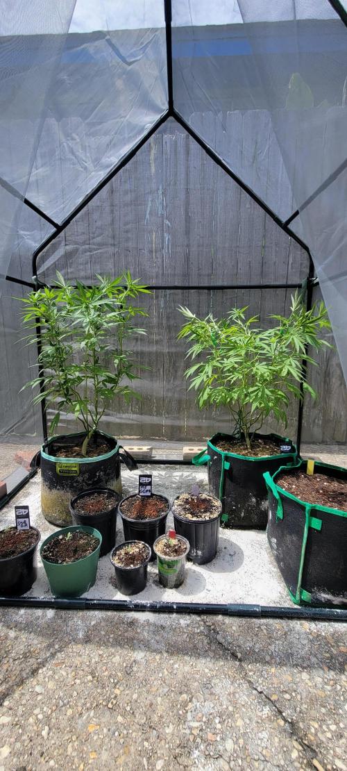 Gorilla Cookies FF-Fastbuds. Week 0