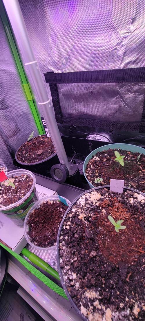 Gorilla Cookies FF-Fastbuds. Week 0