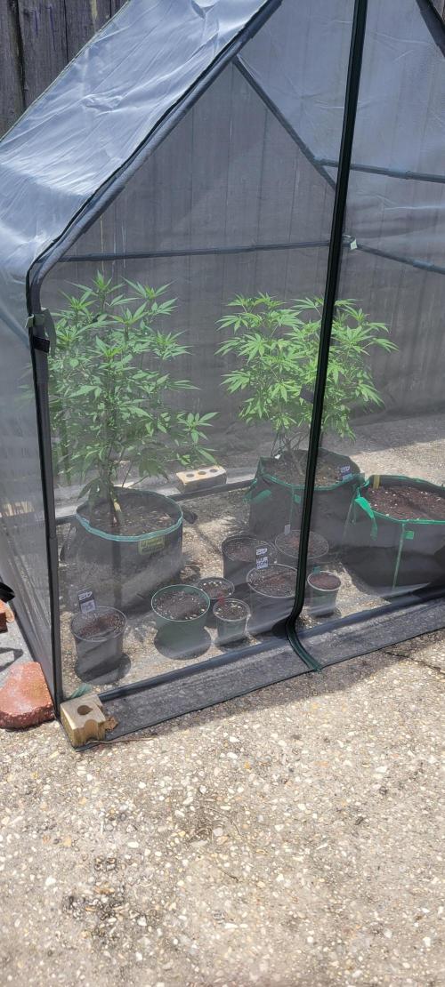 LSD-Zamnesia. Week 0