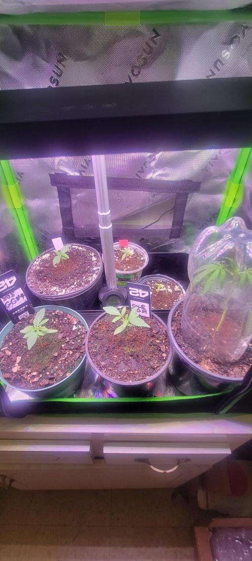 Z42#1 clone-Fastbuds. Week 1