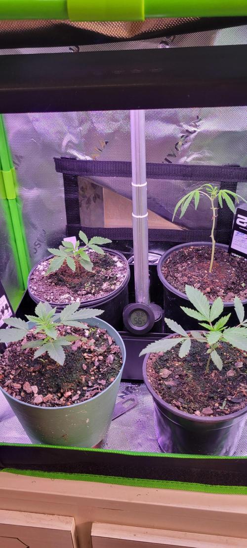 Z42#1 clone-Fastbuds. Week 1