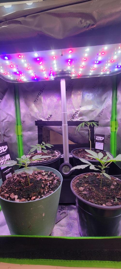Z42#1 clone-Fastbuds. Week 1