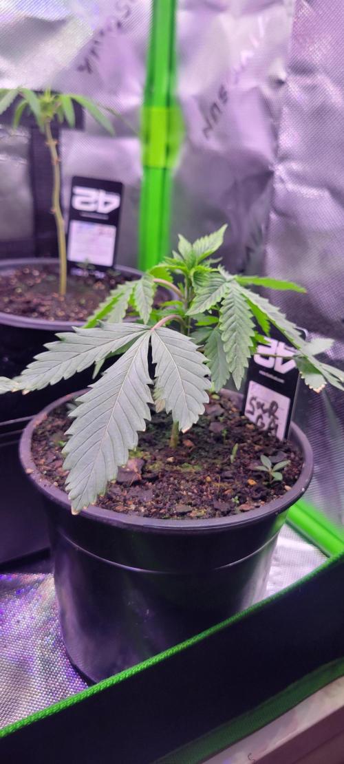Sour G R1-Ethos. Week 3
