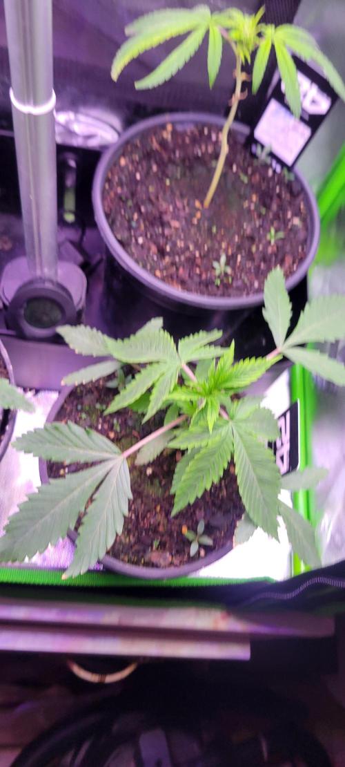 Sour G R1-Ethos. Week 3