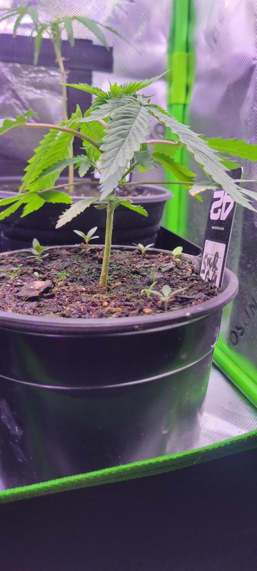 Sour G R1-Ethos. Week 3