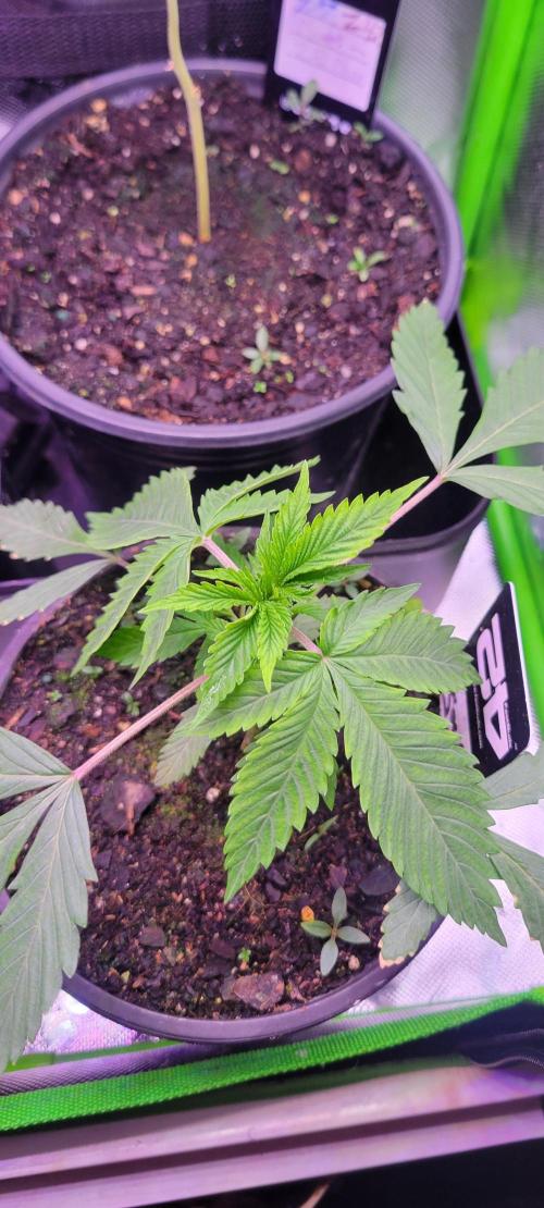 Sour G R1-Ethos. Week 3