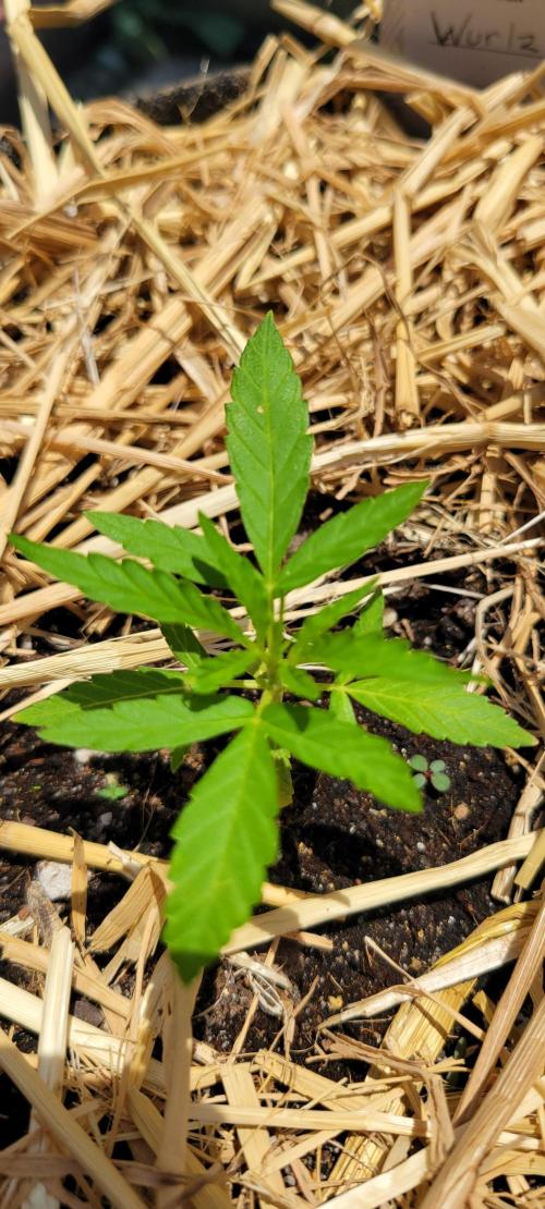 Wurlz F1-Zamnesia. Week 3