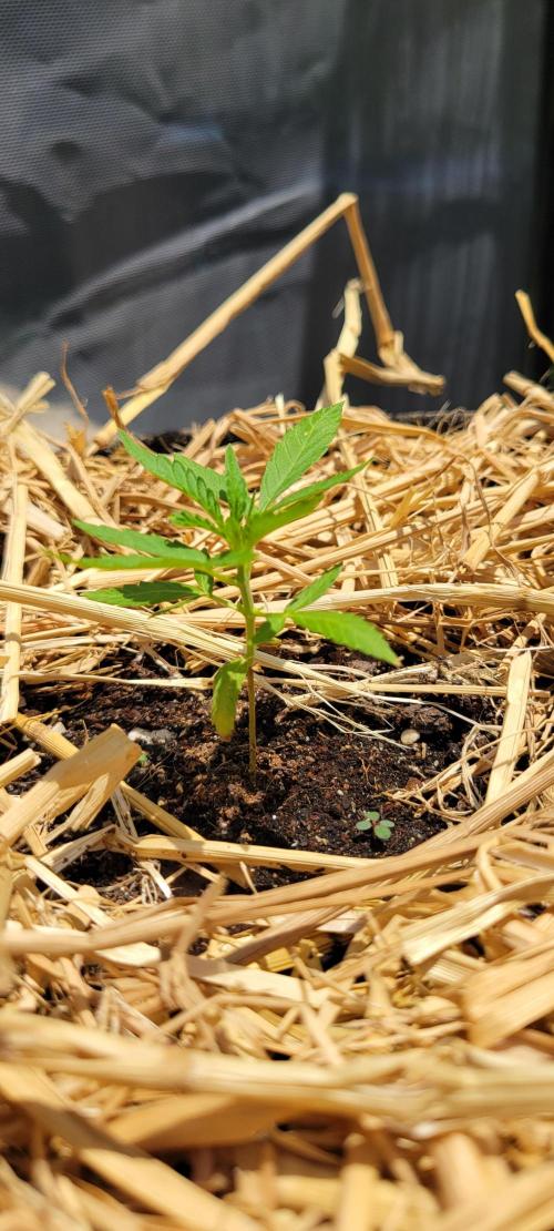Wurlz F1-Zamnesia. Week 3