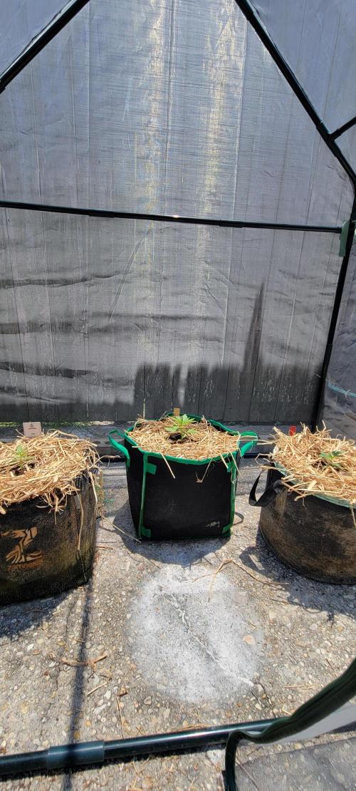 Wurlz F1-Zamnesia. Week 3