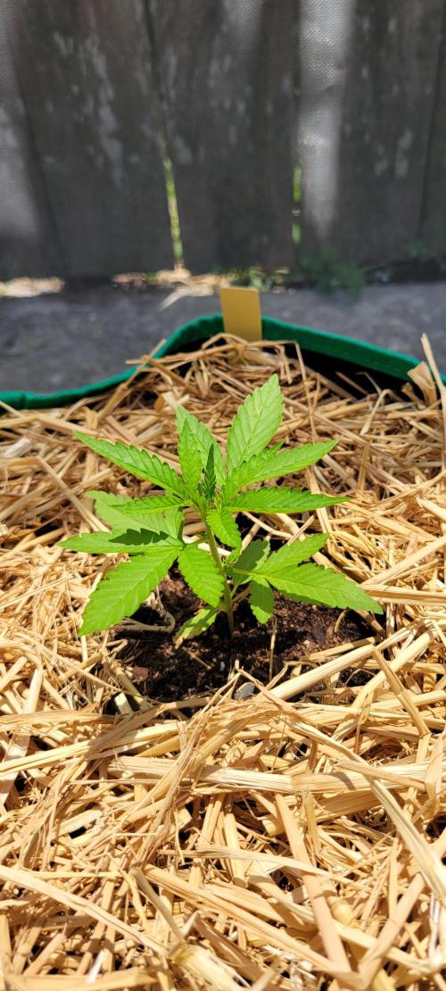 Banana Frost-Fastbuds. Week 3