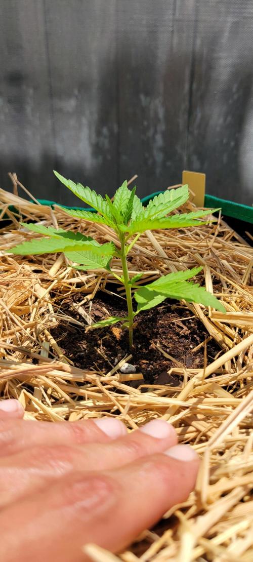 Banana Frost-Fastbuds. Week 3