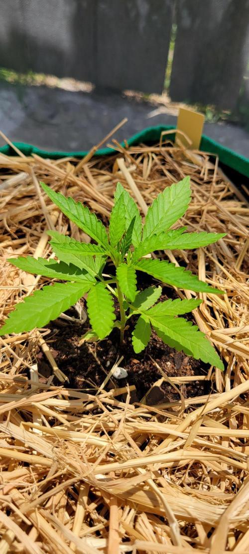 Banana Frost-Fastbuds. Week 3