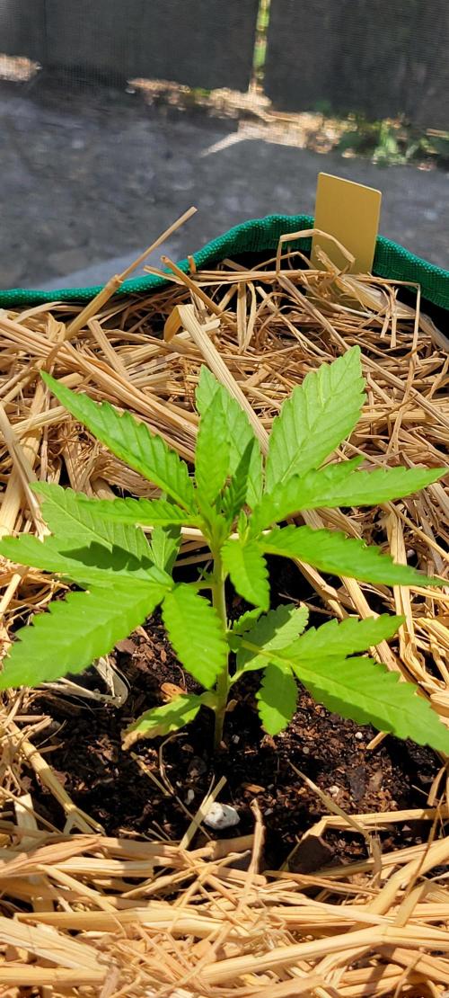 Banana Frost-Fastbuds. Week 3
