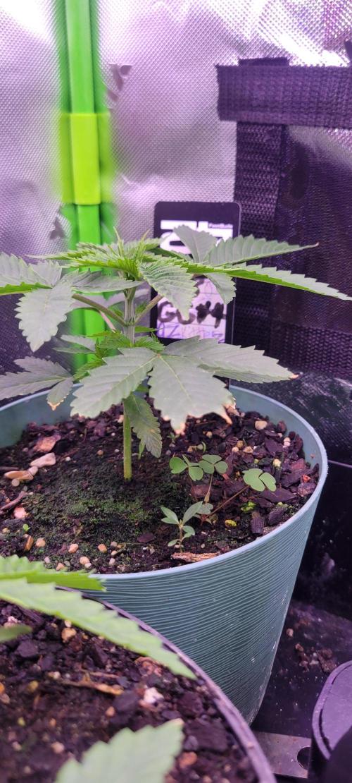 Zkittles X Chama!-Ethos. Week 3