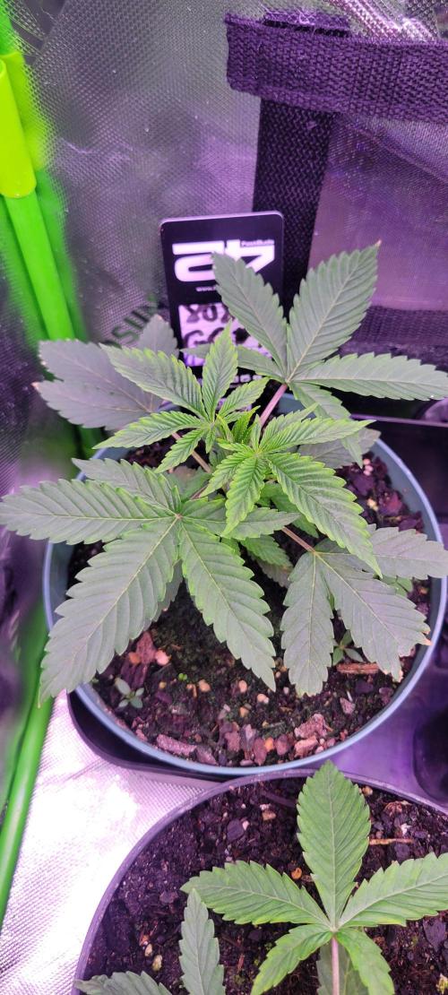 Zkittles X Chama!-Ethos. Week 3