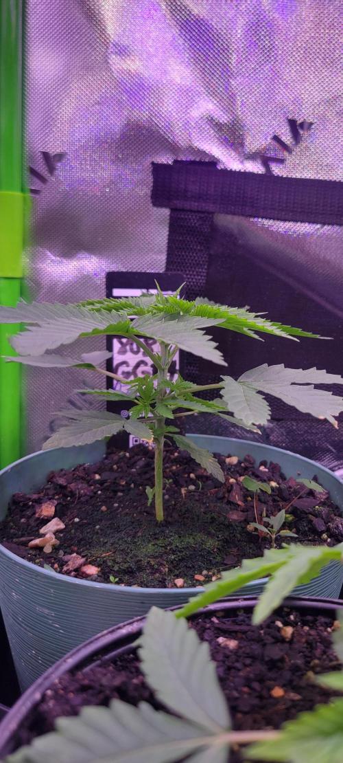 Zkittles X Chama!-Ethos. Week 3