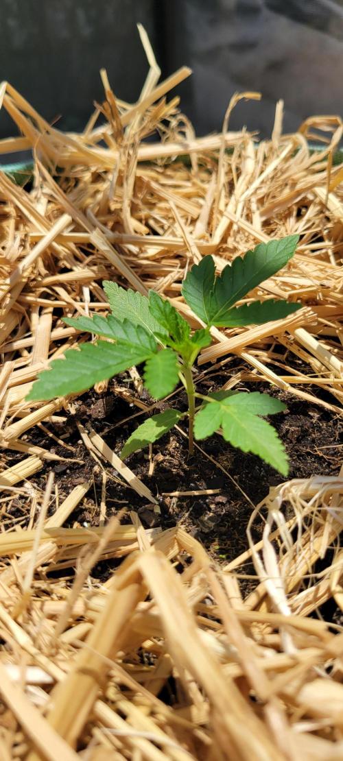 LSD-Zamnesia. Week 3