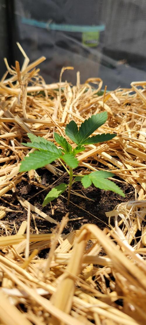 LSD-Zamnesia. Week 3