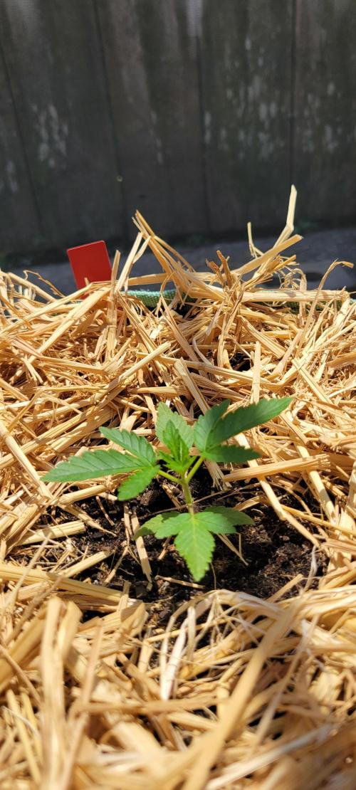 LSD-Zamnesia. Week 3