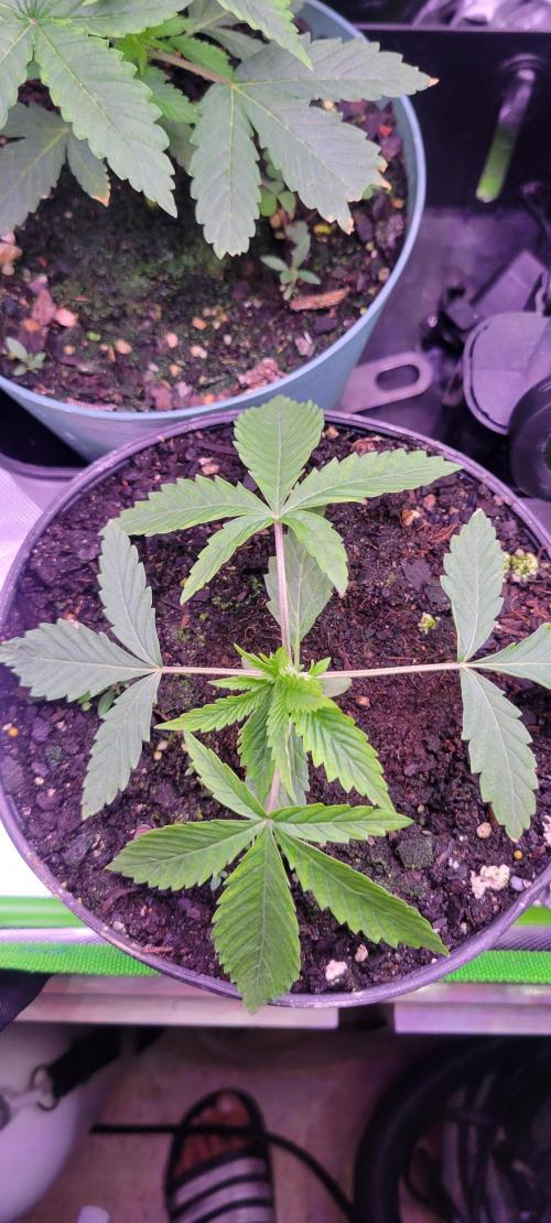 Gorilla Cookies FF-Fastbuds. Week 3