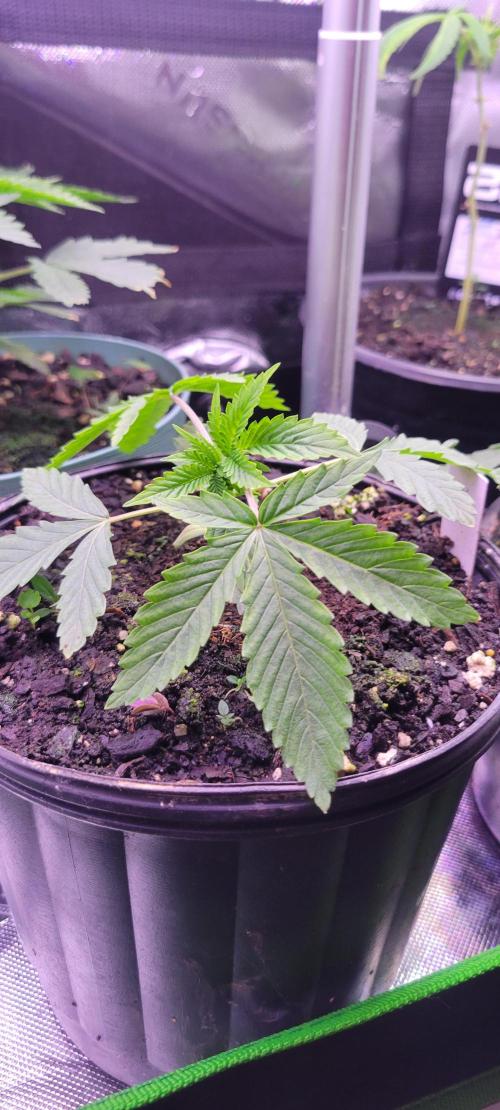 Gorilla Cookies FF-Fastbuds. Week 3