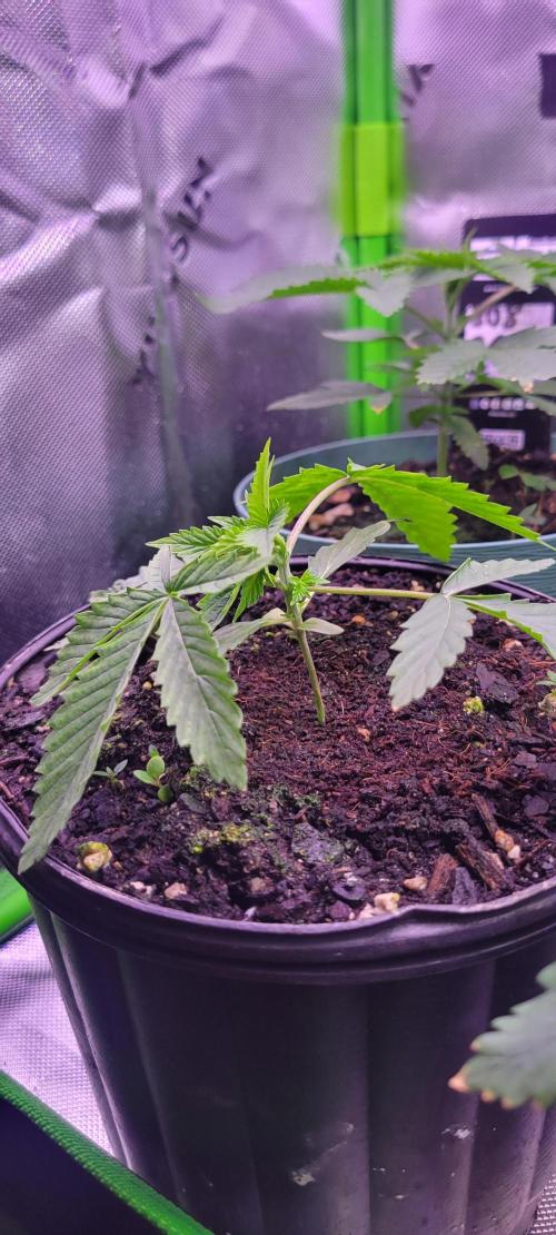 Gorilla Cookies FF-Fastbuds. Week 3