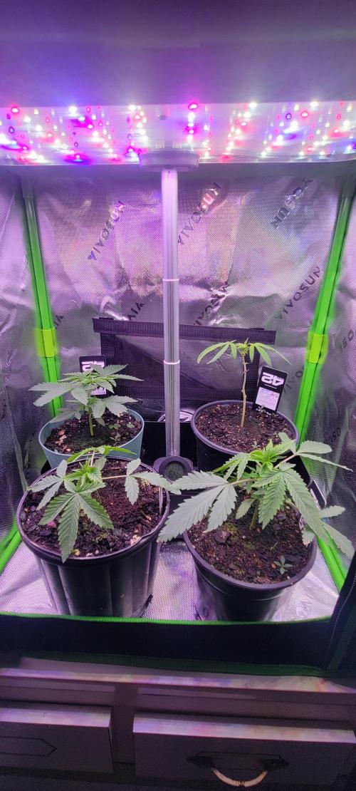 Gorilla Cookies FF-Fastbuds. Week 3