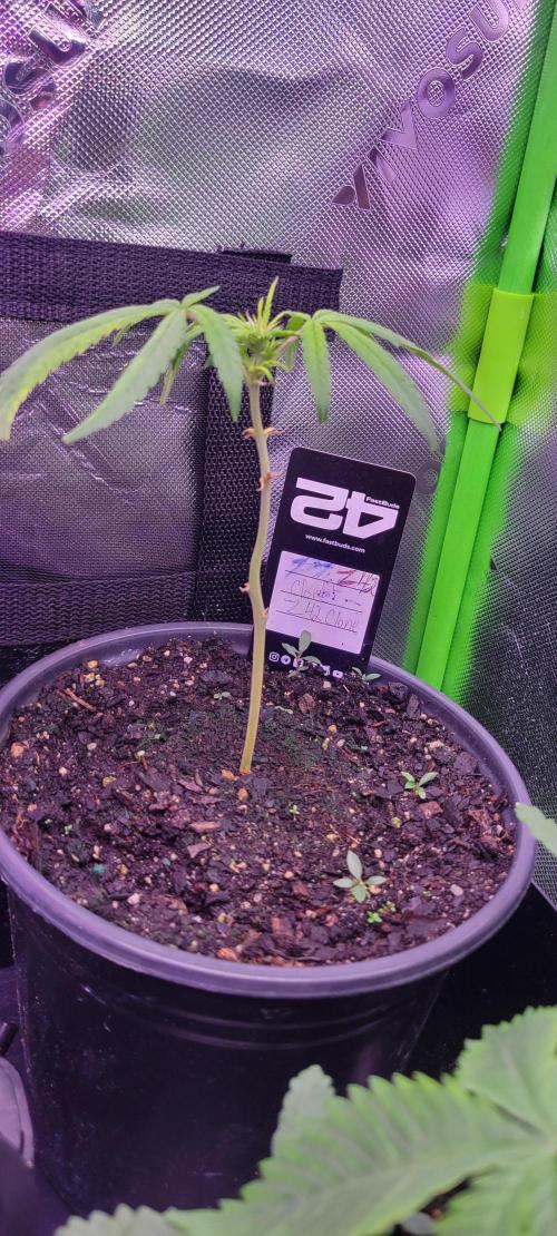 Z42#1 clone-Fastbuds. Week 2